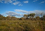 KensingtonBushland21102007 1673924870 8830b2714c o